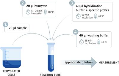 Specific cultivation-independent enumeration of viable cells in probiotic products using a combination of fluorescence in situ hybridization and flow cytometry